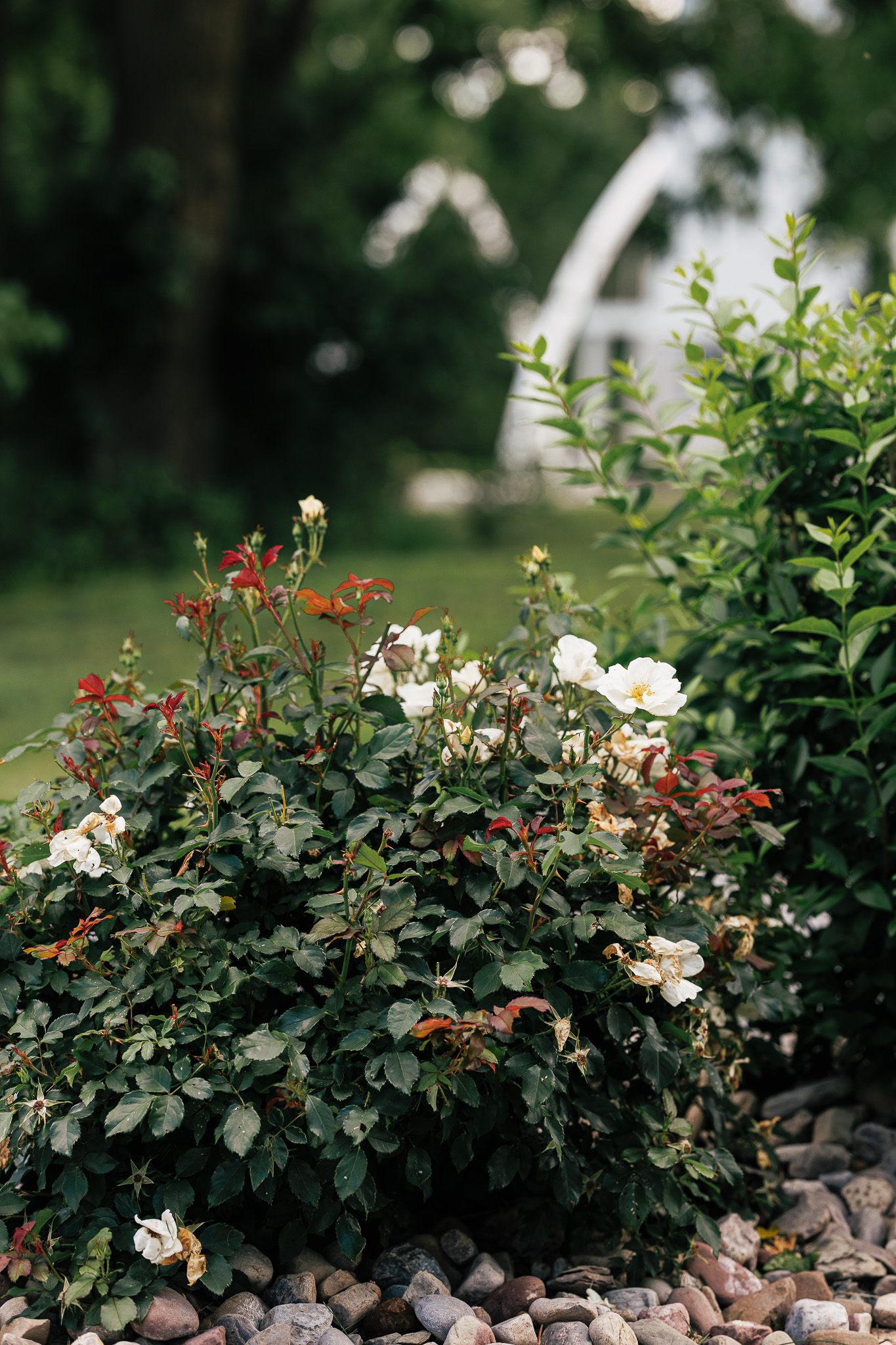 White rose bushes and landscaped gardens at The Wells Estate with the iconic Grand Arches softly blurred in the background, highlighting the venue's picturesque grounds.